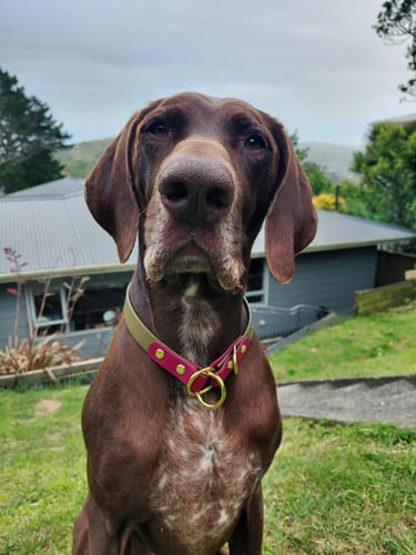 Customer photo review of Slip Dog Collar - Waterproof BioThane® Custom Dog Collar
