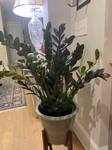 Reviewer's large houseplant looking lush and healthy in a pot after using the Plant Food.