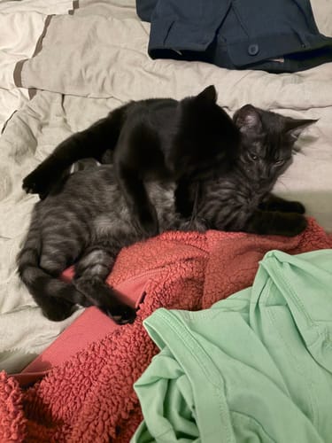 Les deux chatons du client, un noir et un tigré, se câlinant sur un lit en désordre.