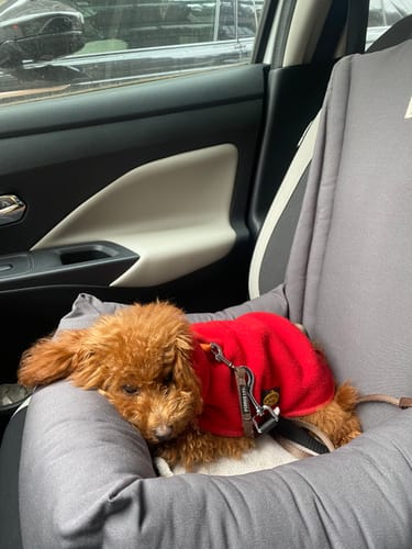 Customer photo review of Seggiolino Auto in Tessuto Dralon Grigio Elegance