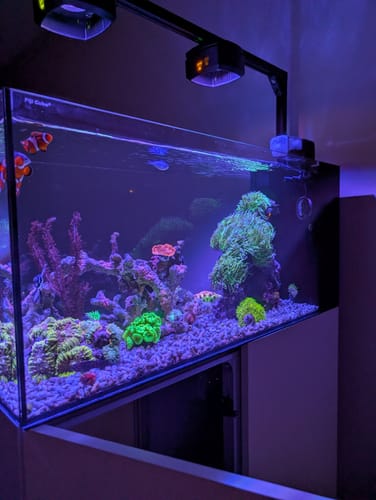 Customer photo review of Fiji Cube 38 Gallon Peninsula Rimless AIO Glass Nano Tank - PRO Series