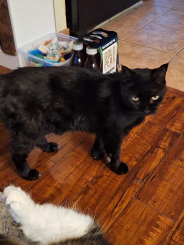 Customer photo review of 5x Blisso Advanced Cat Probiotic (Buy 2 Get 3 Free)