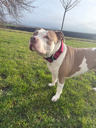 Customer photo review of 5cm Combat® Collar | With Handle & Secure Clip - Burgundy