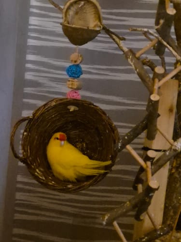 Customer photo review of Vogelmiere