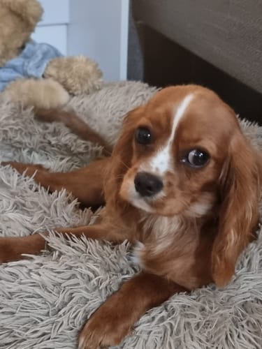 Customer photo review of Frischfutter für Energiebedarf von 476 kCal/Tag