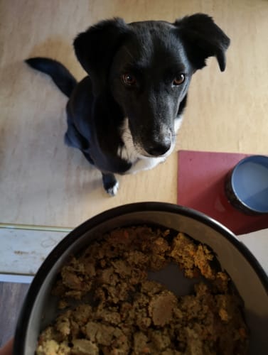 Customer photo review of Frischfutter für Energiebedarf von 876 kCal/Tag