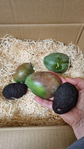 Ein Kunde hält eine kleine Mango und eine Avocado aus der Retterbox in der Hand.