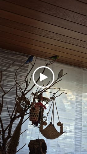 Customer video review of Welli Mix Ingwer Fenchel