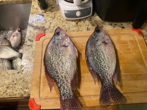Customer photo review of Catch More Mega Slab Pack