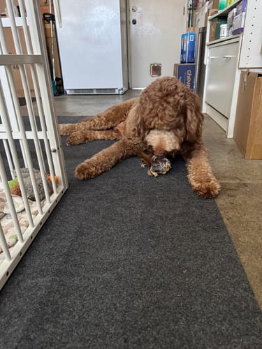 Customer photo review of Ostrich Hip Bone (12" x 5"x 3”): The Durable, Flavor-Packed Chew for Medium & Large Dogs