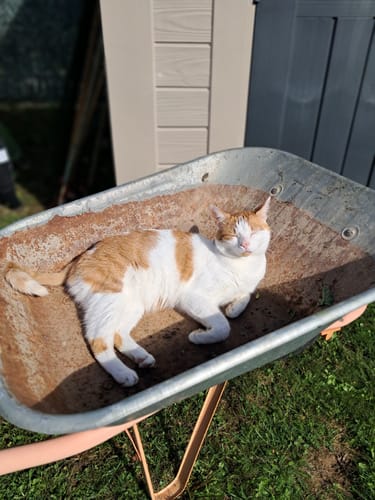 Chat roux et blanc d'un client dormant paisiblement dans une brouette au soleil.
