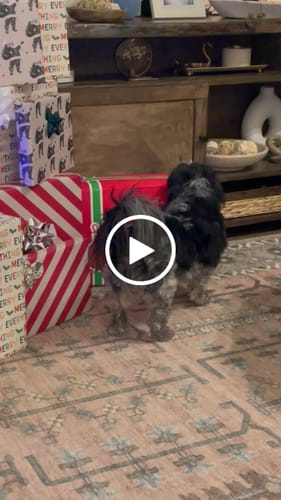 Customer video review of Medium Dog Black Friday Bundle (Your 12oz Jerky+4 Med Bones)