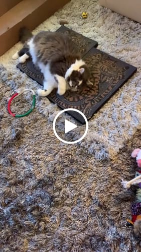 Customer video review of Asian Tiger - Luxury Cat Scratching Board