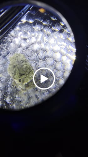 Customer video review of XL OREO COOKIES Exotic THCA Flower 10G QP 32.8%