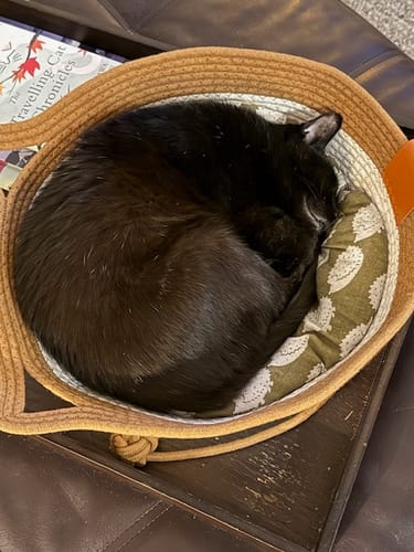 Customer photo review of Instinct Basket | Handwoven & Chemical-Free Cat Territory