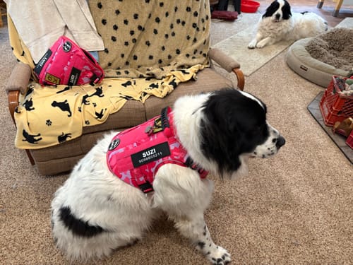 Customer's large dog wearing a pink camo Team K9 Tactical Dog Harness while sitting on a carpet.