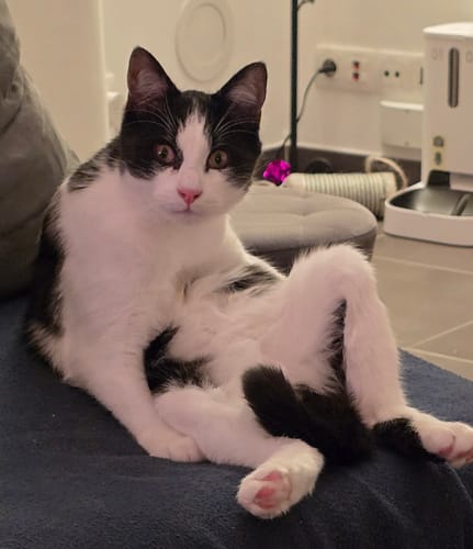 Le chaton noir et blanc d'un client, qui apprécie les croquettes, assis dans une pose amusante sur un canapé.