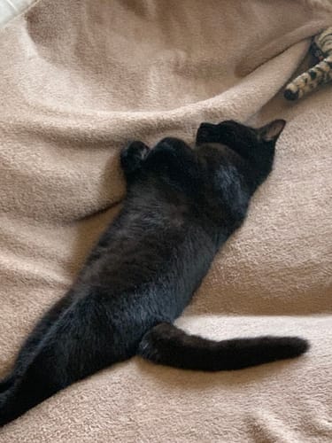 Le chat noir d'un client se repose sur le dos, visiblement satisfait après son repas de croquettes.