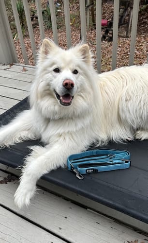 Customer photo review of FIDA Heavy Duty Dog Collar
