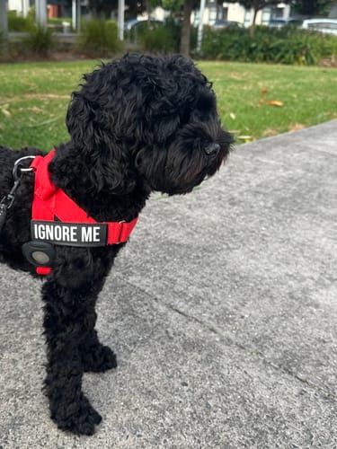 Customer photo review of Custom Name Patches