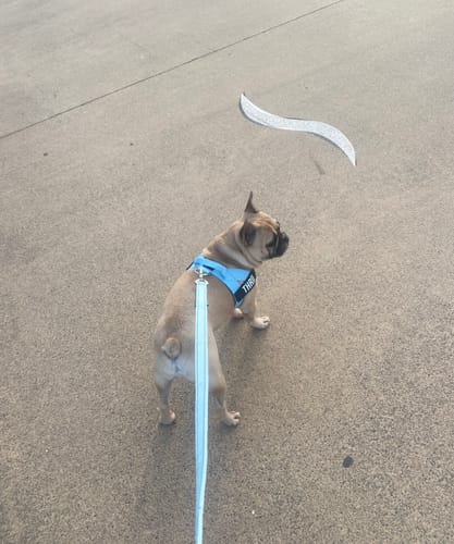 Customer photo review of Dog Harness