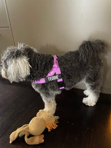 Customer photo review of Walk Essentials