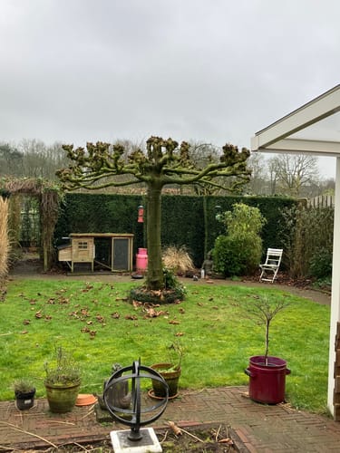 Customer photo review of NovarGarden® Accu Snoeischaar NG2 - Incl. Koffer & 2 Accu’s (2.0Ah)