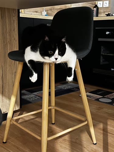 Avis photo d'un client sur Croquettes Chat Stérilisé Sans Céréales - Poulet