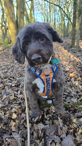 Julie review of Disney© Tough Trails™ Harness - Woody image 1 out of 3