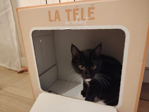 Avis photo d'un client sur Croquettes Chaton Sans Céréales - Poulet & Huile de Saumon