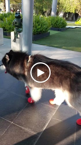 Nawisa review of WagWellies® by wagwear image 1 out of 1