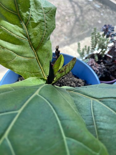 Customer photo review of Plant Food