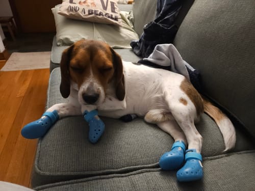 Customer photo review of WagWellies® Mojave - Neon Green on Sale