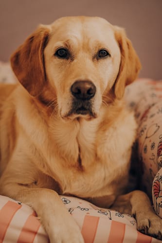 Emily-may review of Disney© Dog Bed - Piglet image 1 out of 3