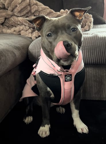 Customer photo review of Slip on Harness | Foam Padded - Pink
