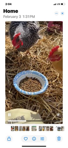 Customer photo review of GrubTerra Dried Larvae Sample