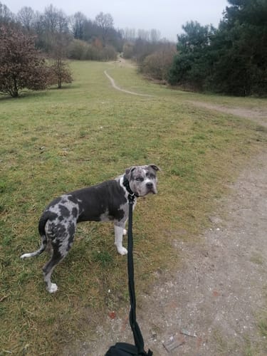 Amanda N. review of Ladder Combat® Multiple Handles Lead - Black image 1 out of 2