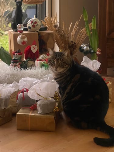 Avis photo d'un client sur Croquettes Chat Stérilisé Sans Céréales - Poulet