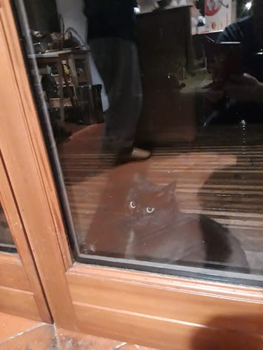 Avis photo d'un client sur Pâtée Chat Stérilisé Sans Céréales - Poisson Blanc