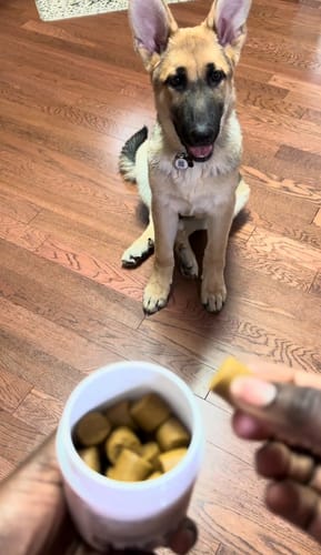 Customer photo review of Probiotic Chews