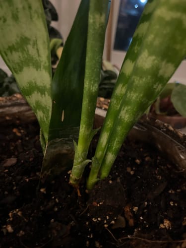 Customer photo review of Plant Food