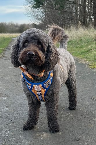 Helen review of Disney© Tough Trails™ Harness - Woody image 1 out of 4