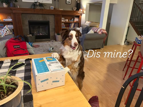 Customer photo review of Beef Meal Bites