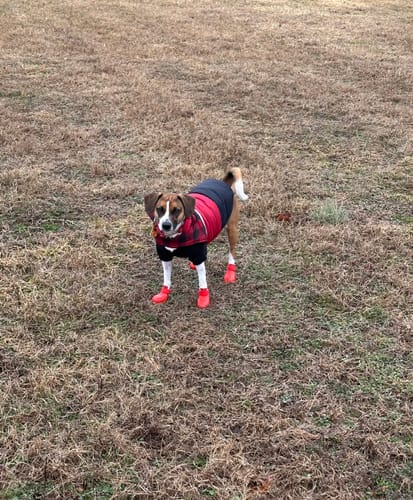 Customer photo review of WagWellies® by wagwear