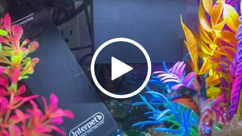 Customer video review of King Giant Plakat Male Betta Fish | You Pick Fish | High Grade