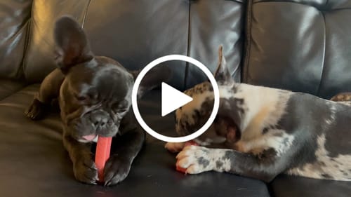 Customer video review of Strawberry Yak Chews