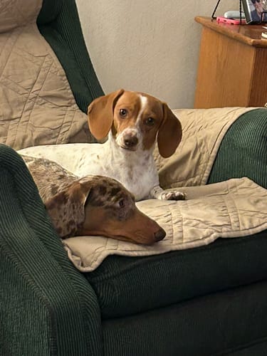 Customer photo review of Bully Rings for Dogs