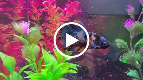 Customer video review of Multicolor Plakat Male Betta Fish |Show Grade| You Pick Fish