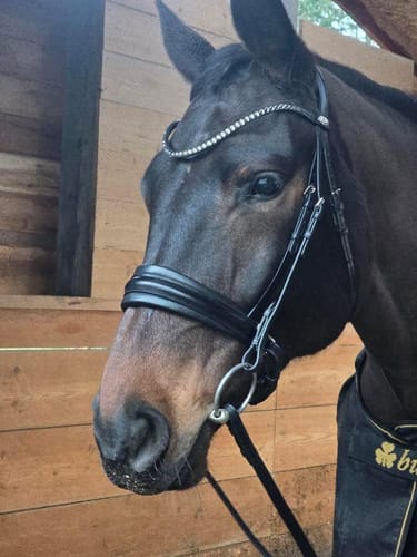Customer photo review of Flashless Snaffle
