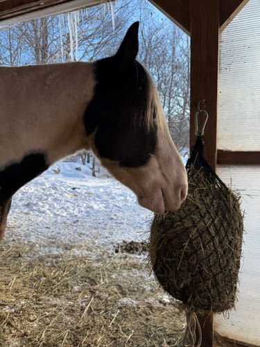Customer photo review of Hay Chix® Half Bale Net